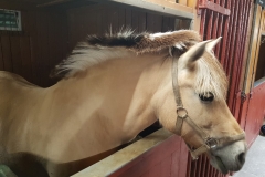 20170701_134046 (Medium)