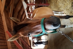 20170702_094700 (Medium)